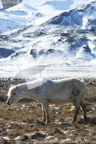 Image of White Icelandic horse in front of snowy mountains