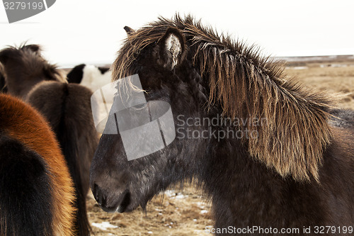 Image of Portrait of a black Icelandic pony with brown mane