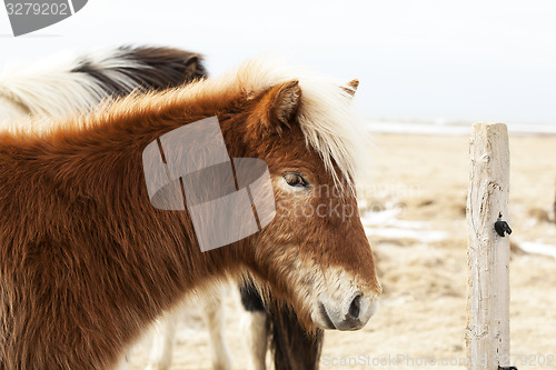 Image of Portrait of an Icelandic pony with blonde mane