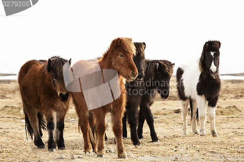 Image of Herd of Icelandic ponies 