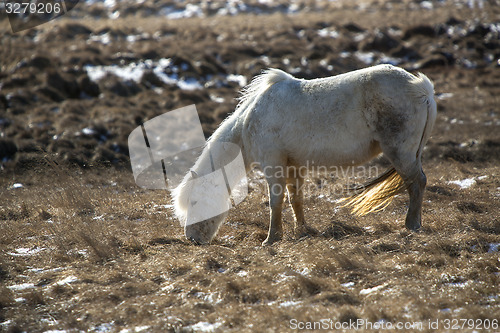 Image of Portrait of a white Icelandic horse in spring