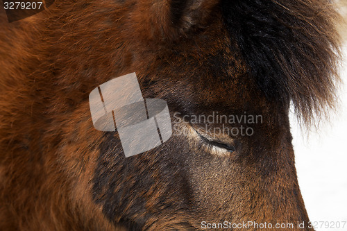 Image of Closeup of brown Iceland horse with closed eyes