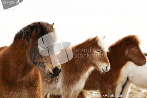 Image of Herd of Icelandic ponies 