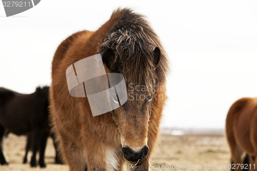 Image of Portrait of an Icelandic pony with a brown mane