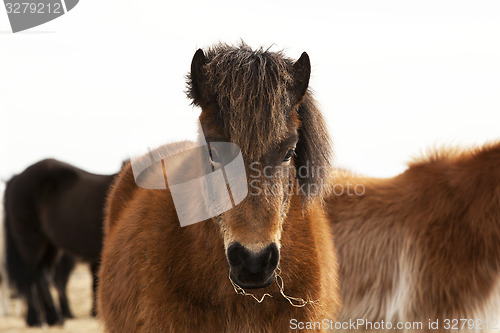 Image of Portrait of an Icelandic pony with a brown mane