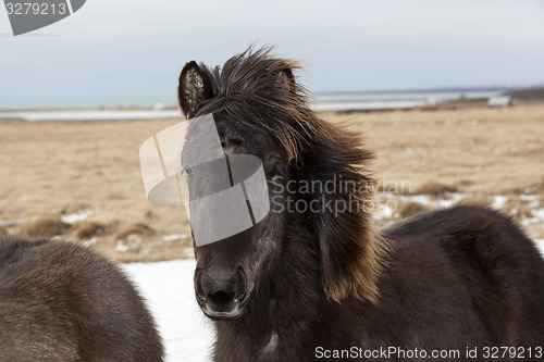 Image of Portrait of a black Icelandic horse