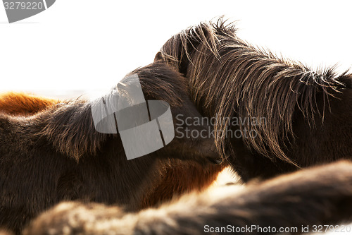 Image of Portrait of two dark Icelandic ponies