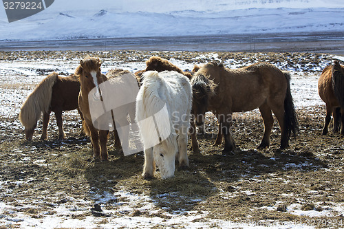 Image of Herd of colorful Icelandic horses on a meadow