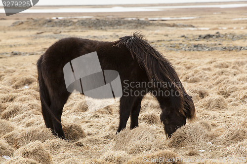 Image of Portrait of a young black Icelandic horse