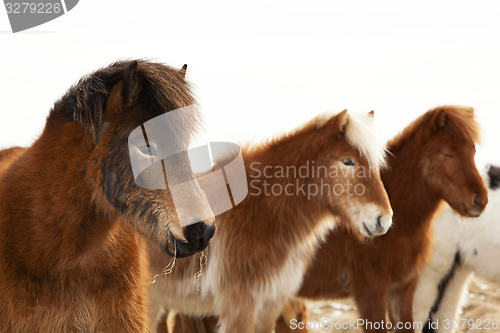 Image of Herd of Icelandic ponies 