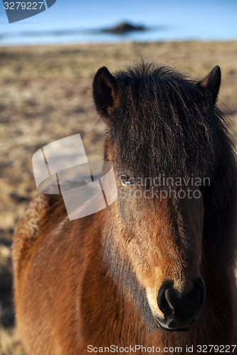 Image of Brown icelandic pony on a meadow