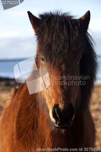 Image of Brown icelandic pony on a meadow