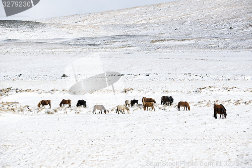 Image of Herd of Icelandic horses in winter landscape