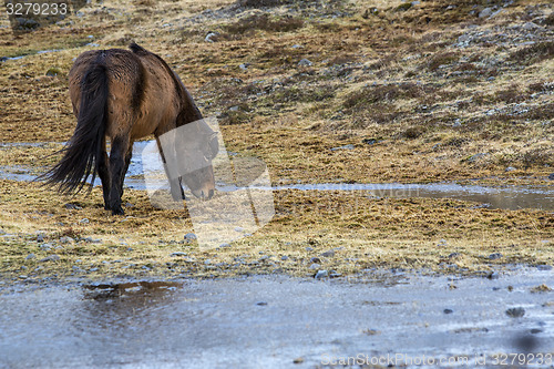 Image of Wild Icelandic horse in spring