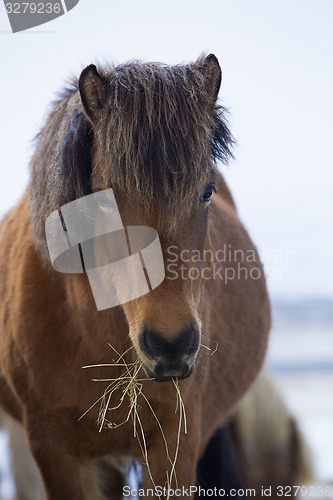 Image of Brown Icelandic horse eats grass