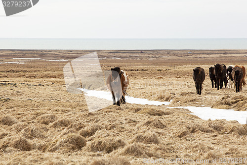 Image of Herd of Icelandic ponies 