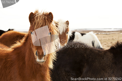 Image of Portrait of an Icelandic pony with a brown mane