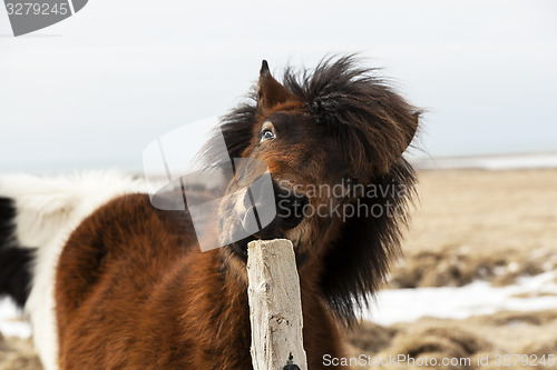 Image of Brown Icelandic horse scratches on the fence