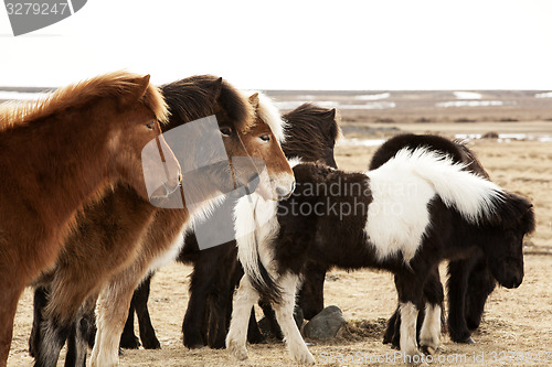 Image of Herd of Icelandic ponies 