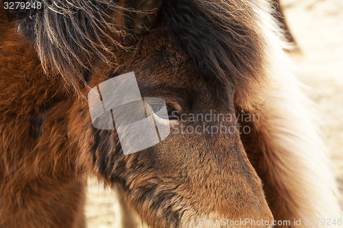 Image of Closeup of brown Icelandic ponies