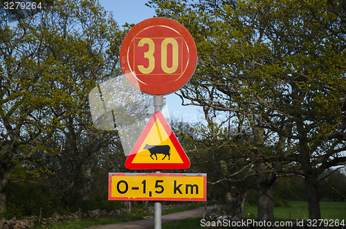 Image of Road sign with cattle warning