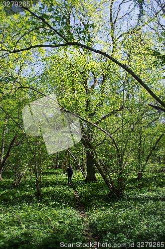 Image of Spring in the deciduous forest