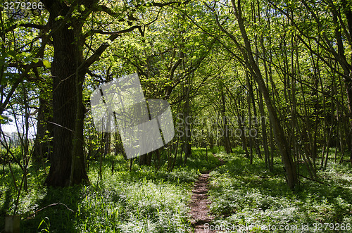 Image of Footpath in a green forest