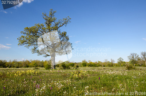 Image of Solitude tree in blossom grassland