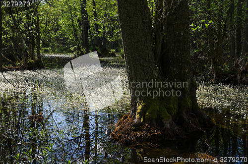 Image of Blossom water-crowfoot