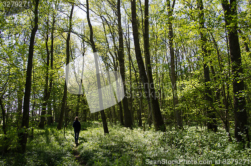 Image of Recreational walk in a green forest