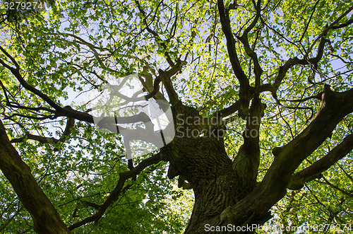 Image of Old oak tree