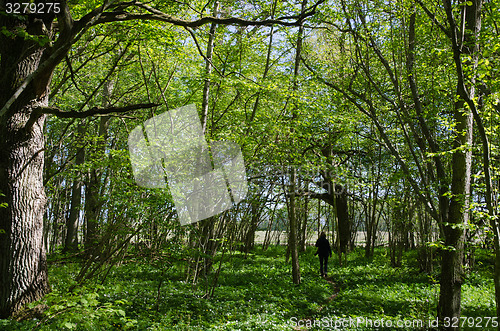 Image of Walking in the fresh green forest