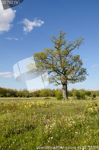 Image of Blossom meadow at spring