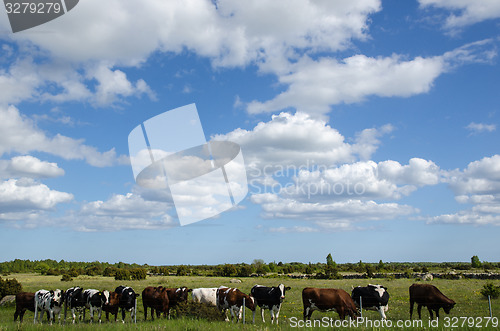 Image of Cattle in a row at a fence