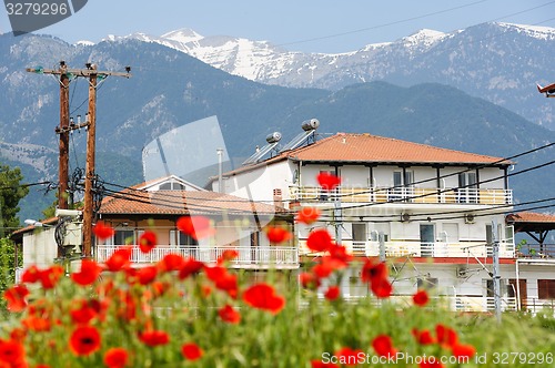 Image of Red poppy flowers at the foot of Olympus Mountain