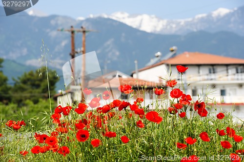 Image of Red poppy flowers at the foot of Olympus Mountain