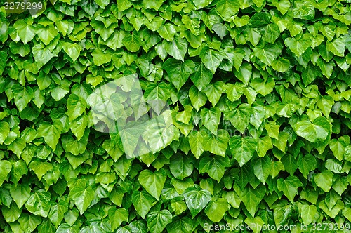 Image of Green ivy leaves background