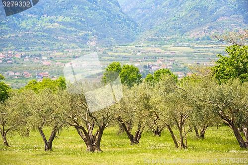 Image of Olive plantation in Greece