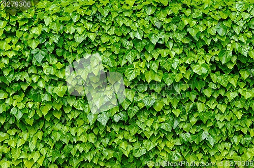 Image of Green ivy leaves background