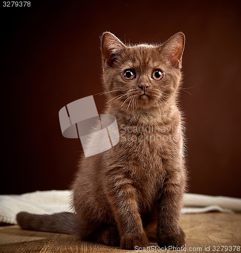 Image of portrait of brown british shorthair kitten