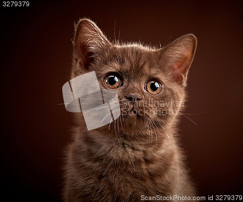 Image of portrait of brown british shorthair kitten