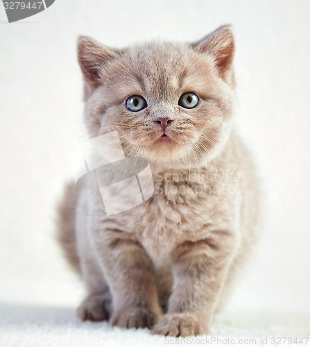 Image of portrait of british short hair kitten