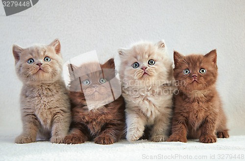 Image of four british kittens