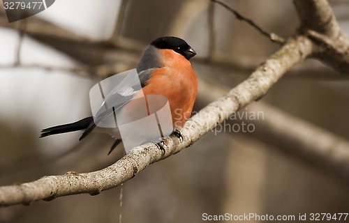 Image of bullfinch