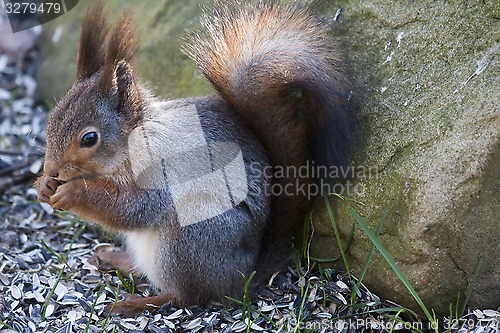 Image of red squirrel