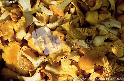 Image of forest mushroom