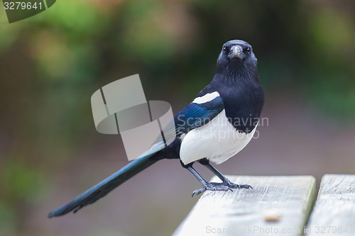 Image of European Magpie (pica pica)