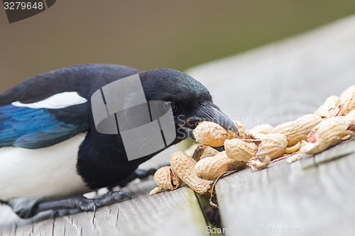 Image of European Magpie (pica pica)