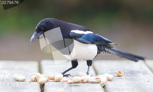 Image of European Magpie (pica pica)