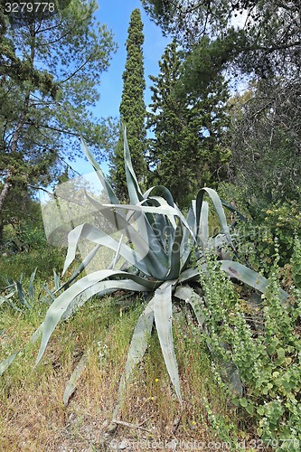 Image of Mediterranean Vegetation